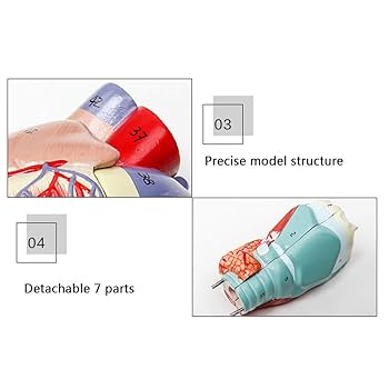 身体呼吸療法～身体呼吸誘導の操作とメカニズム～（全４枚セット・分売不可) 身体呼吸療法～身体呼吸誘導の操作とメカニズム～（全4枚セット